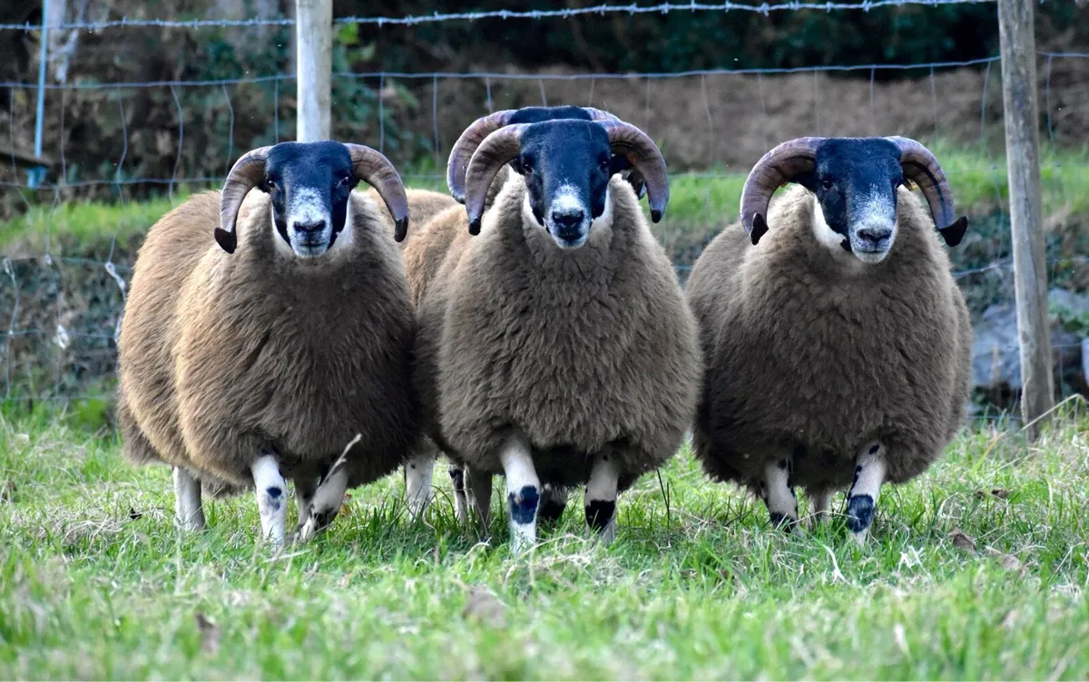 Perth Type Ram Lambs SIS Approved - Image 1