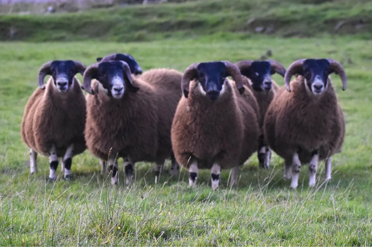 Perth Type Ram Lambs SIS Approved - Image 2