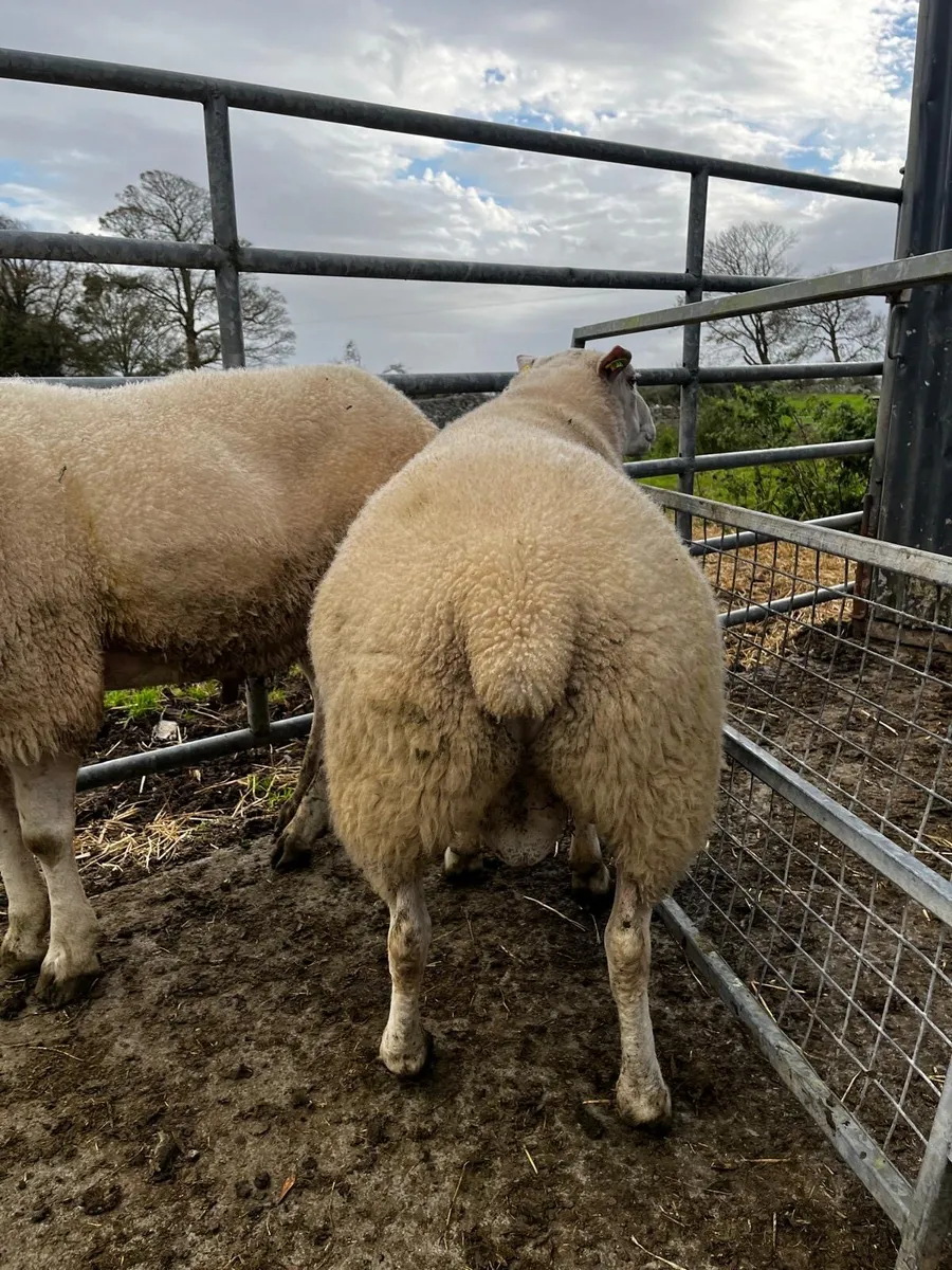 2 Mature Pedigree Belclare Rams Sale - Image 2