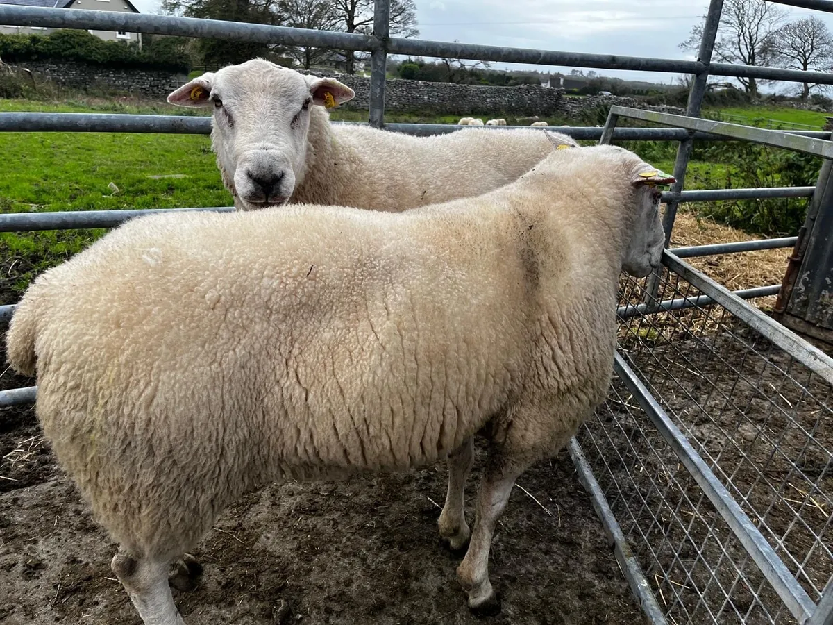 2 Mature Pedigree Belclare Rams Sale - Image 3