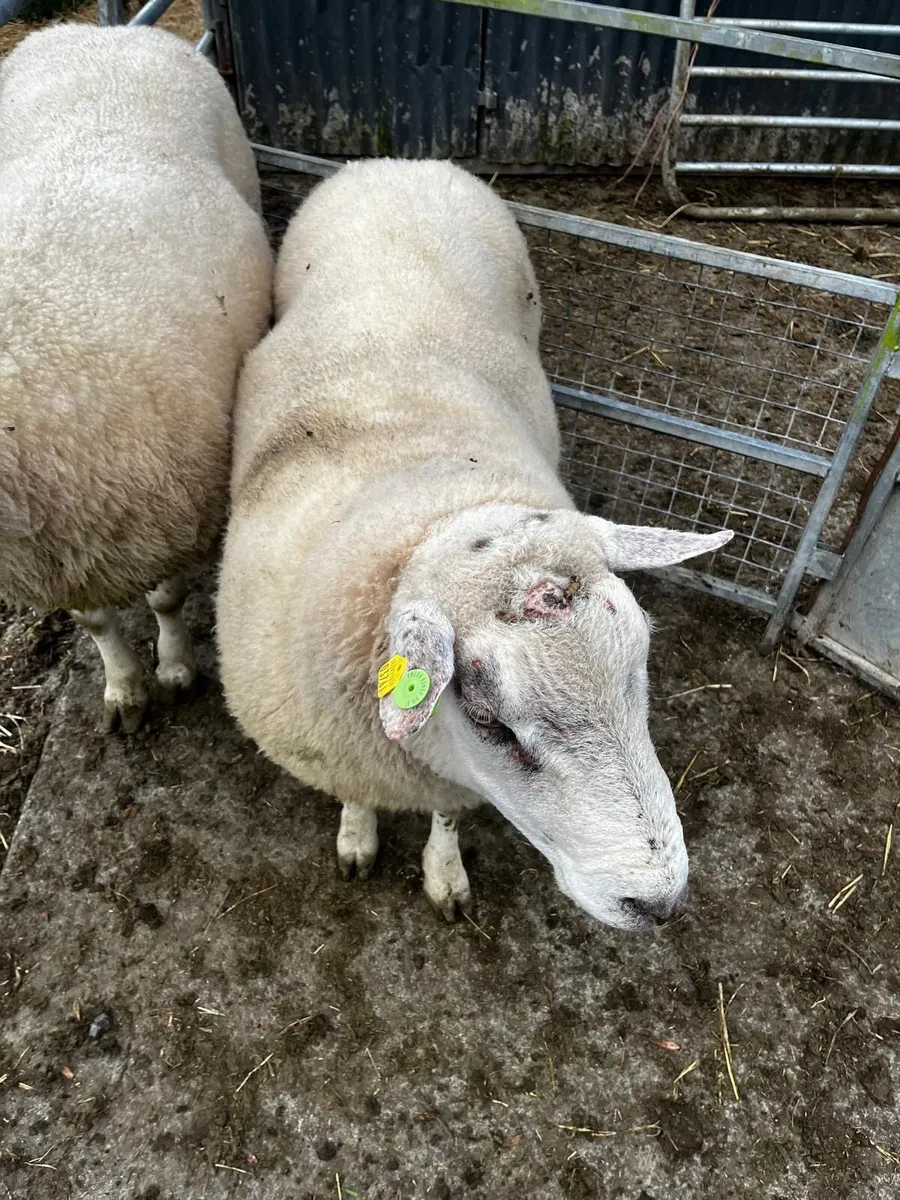2 Mature Pedigree Belclare Rams Sale - Image 4