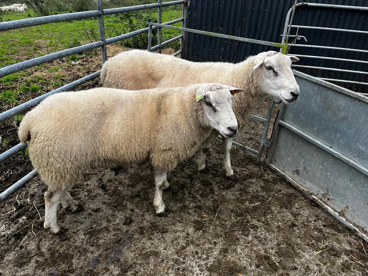2 Mature Pedigree Belclare Rams Sale - Image 1