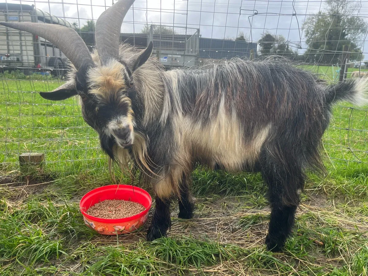 Pygmy Goats - Image 1