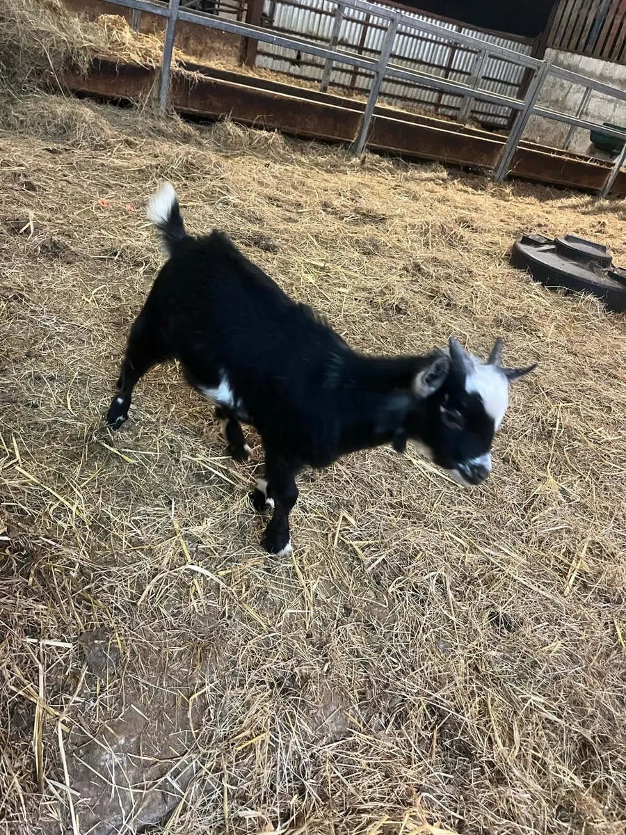 Pygmy Goats - Image 2