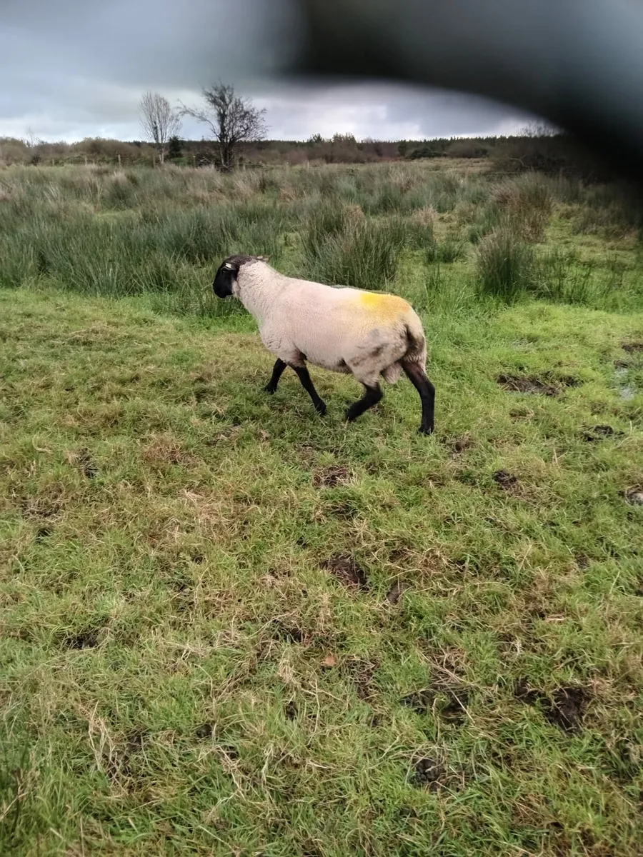 Ram - Image 1
