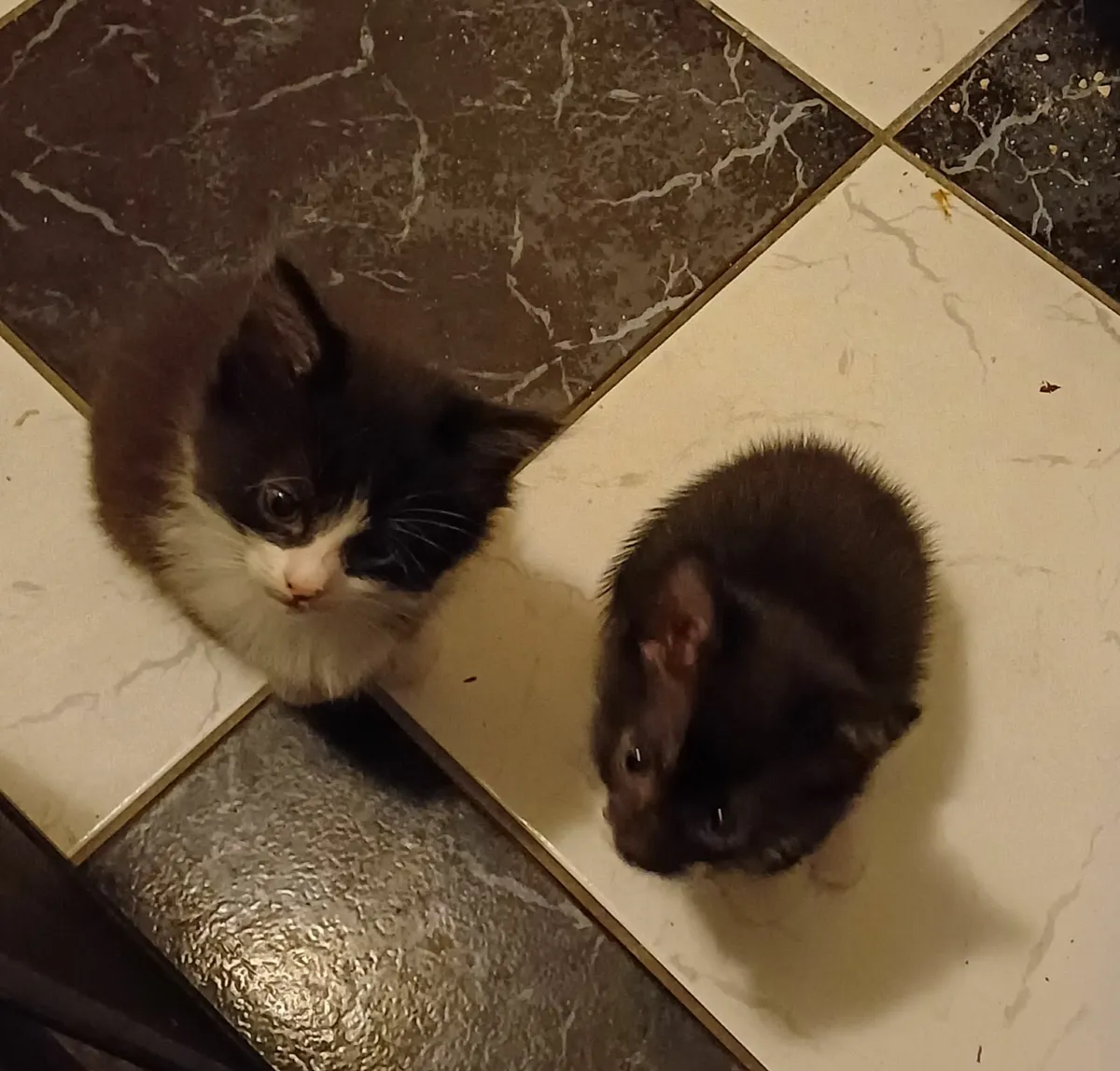 Kittens - Image 3