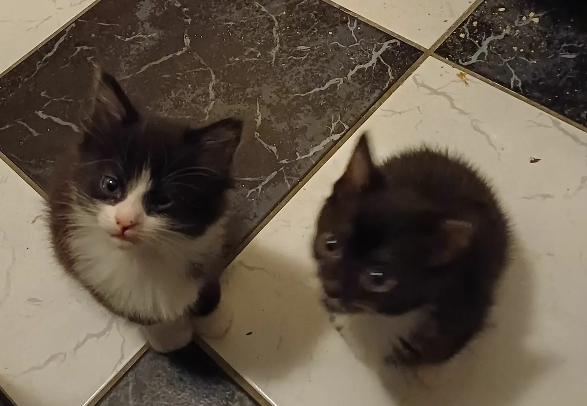 Kittens - Image 4