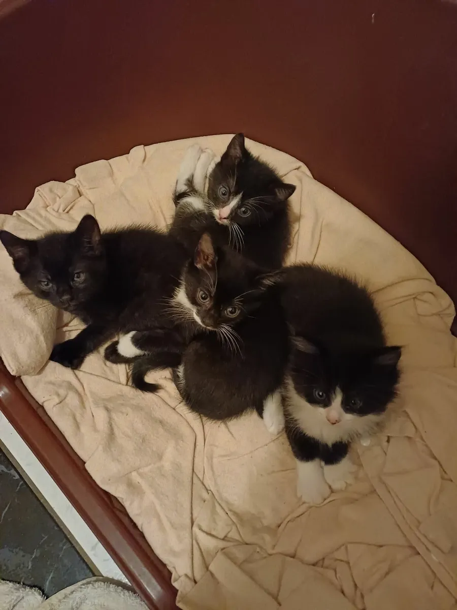 Kittens - Image 2