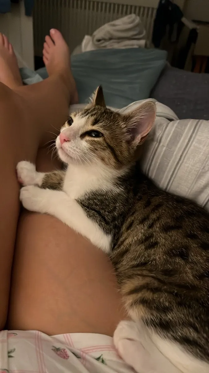Kitten - Image 1