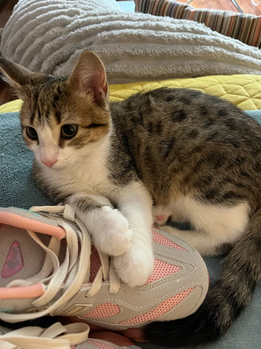 Kitten - Image 2