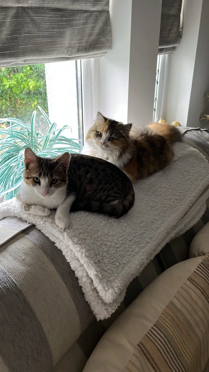 Kitten - Image 3