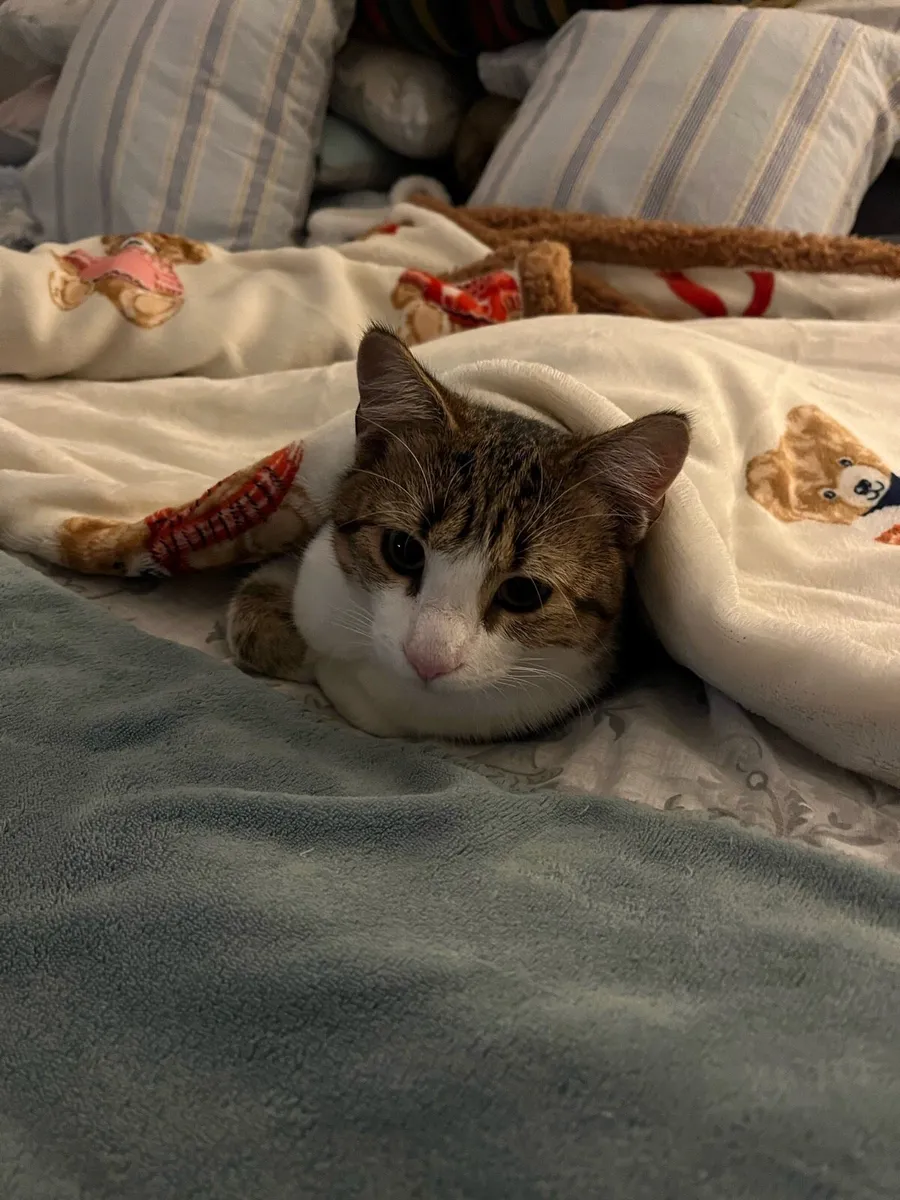 Kitten - Image 4