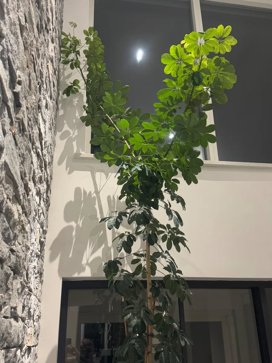 Tall Umbrella Plant Schefflera over 3m high - Image 1