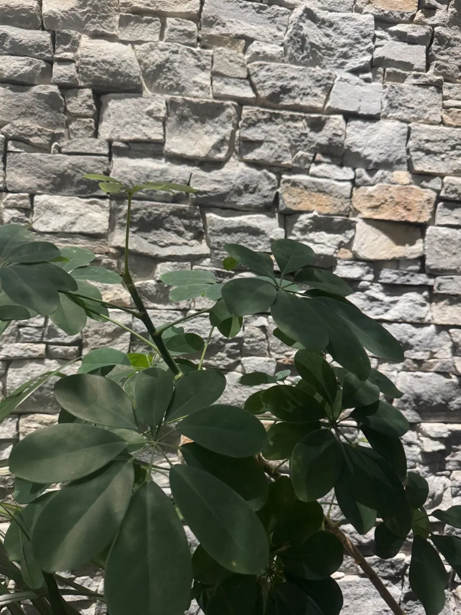 Tall Umbrella Plant Schefflera over 3m high - Image 2