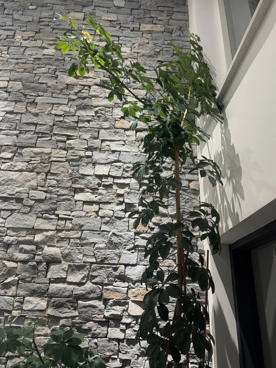 Tall Umbrella Plant Schefflera over 3m high - Image 3