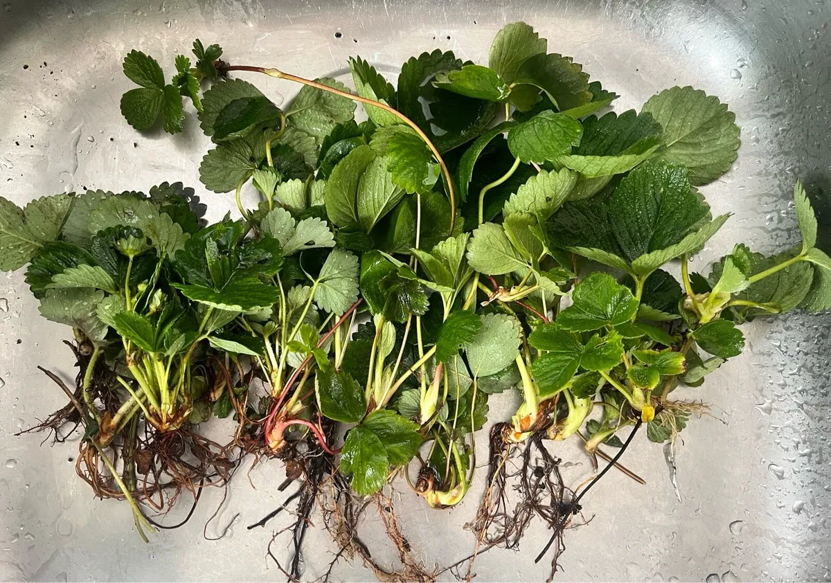 For sale Victoria strawberry plants - Image 1