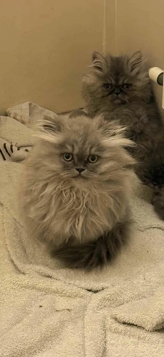 Persian Cat - Image 2