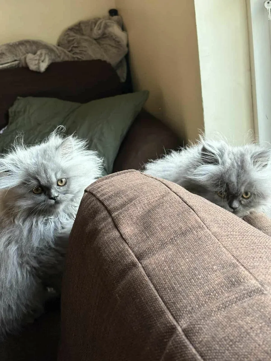 Persian Cat - Image 3