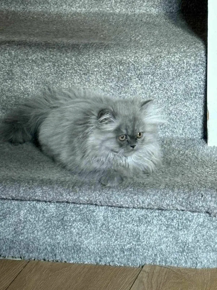 Persian Cat - Image 4