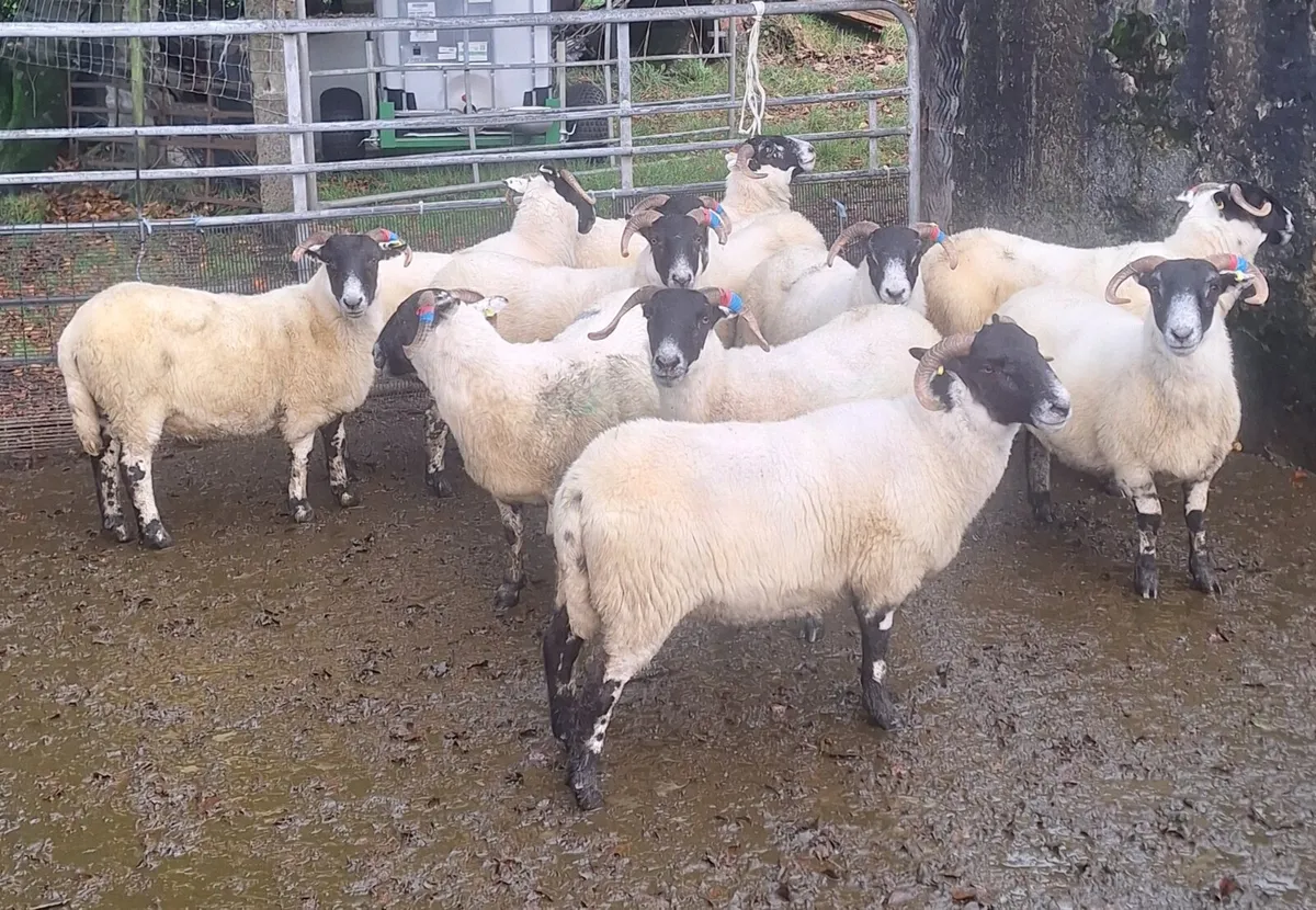 Lanark x Perth hoggets - Image 2