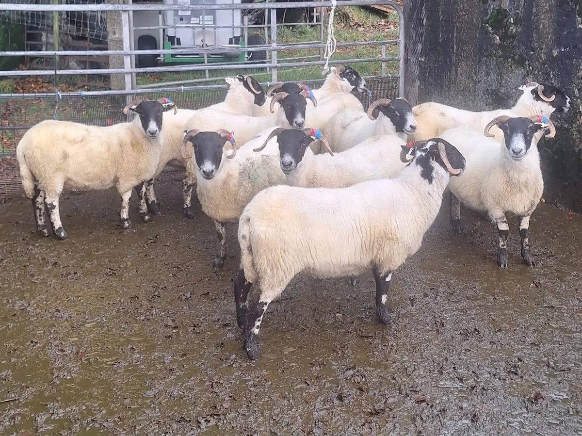 Lanark x Perth hoggets - Image 3