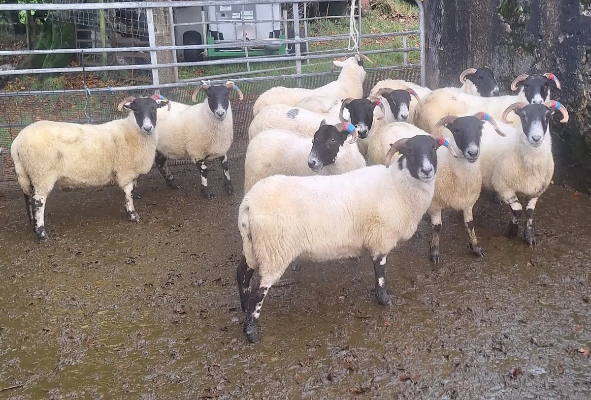 Lanark x Perth hoggets - Image 1