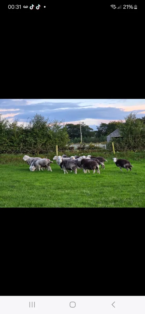 Herdwick hoggets