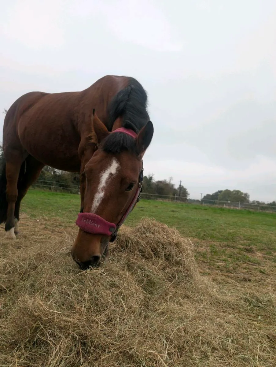 Hunting mare - Image 2