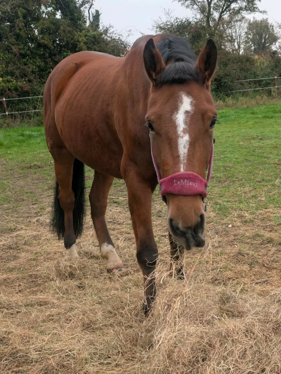 Hunting mare - Image 3