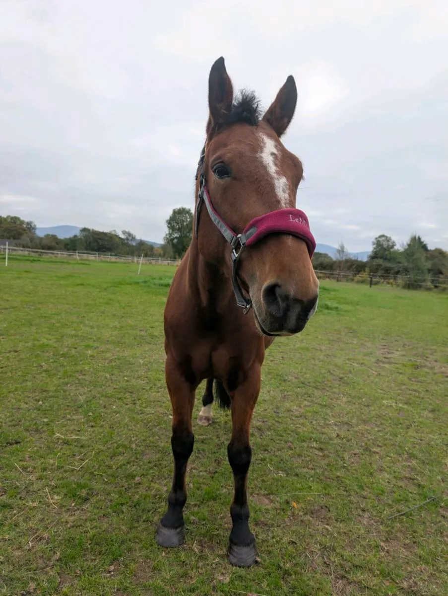 Hunting mare - Image 4
