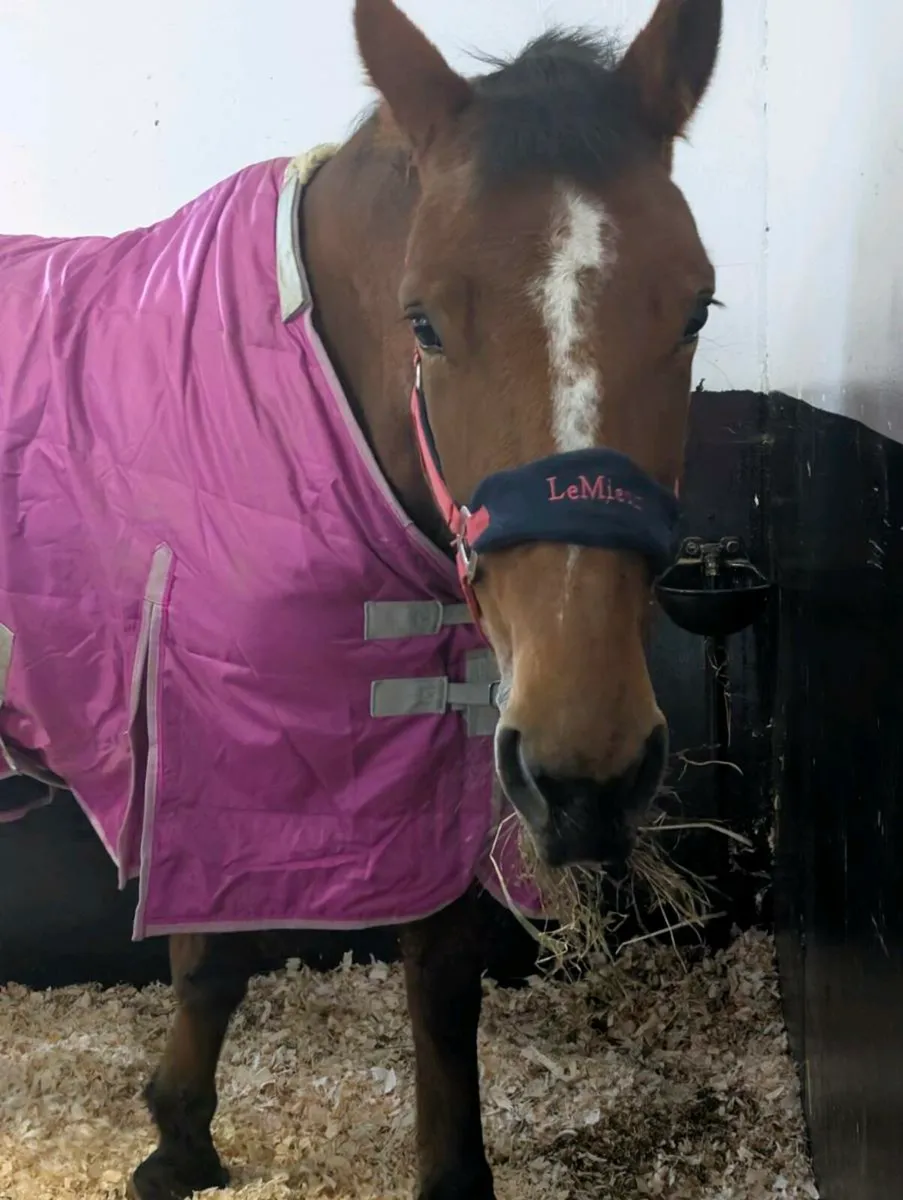 Hunting mare - Image 1