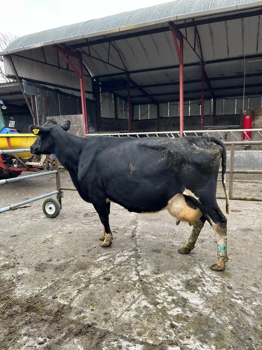 In calf cows - Image 1