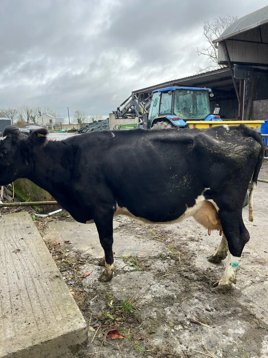 In calf cows - Image 2