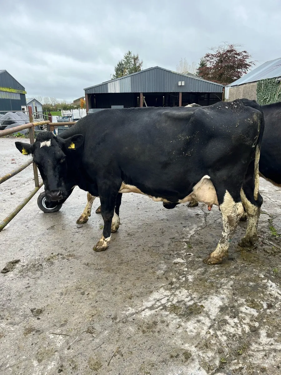 In calf cows - Image 3