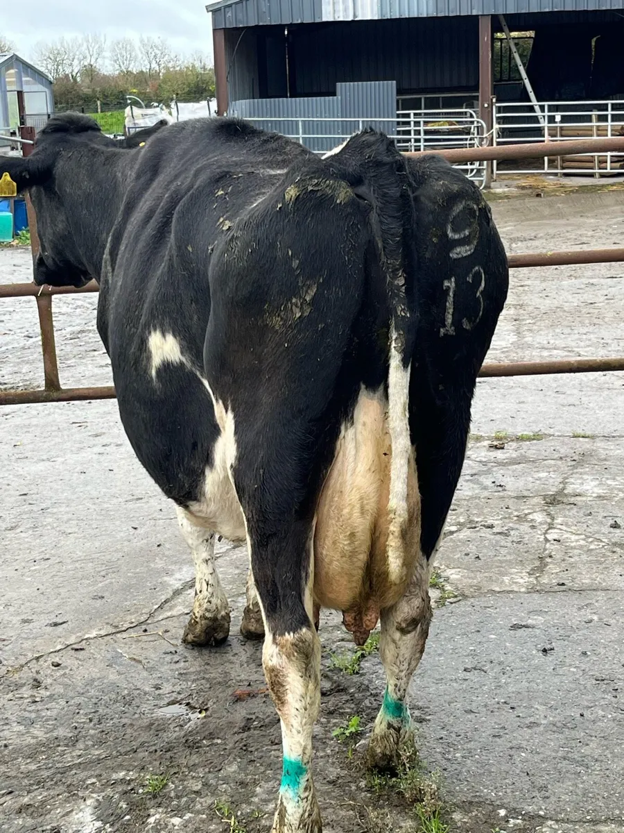 In calf cows - Image 4