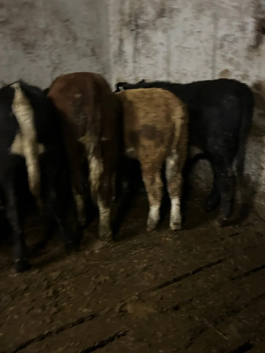 10 suckler bred heifers 250kg - Image 3