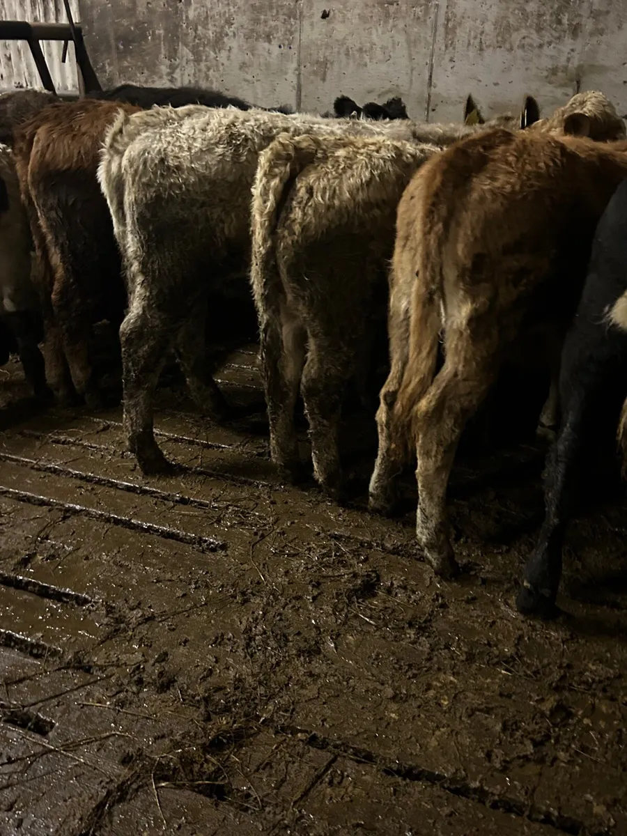 10 suckler bred heifers 250kg - Image 4
