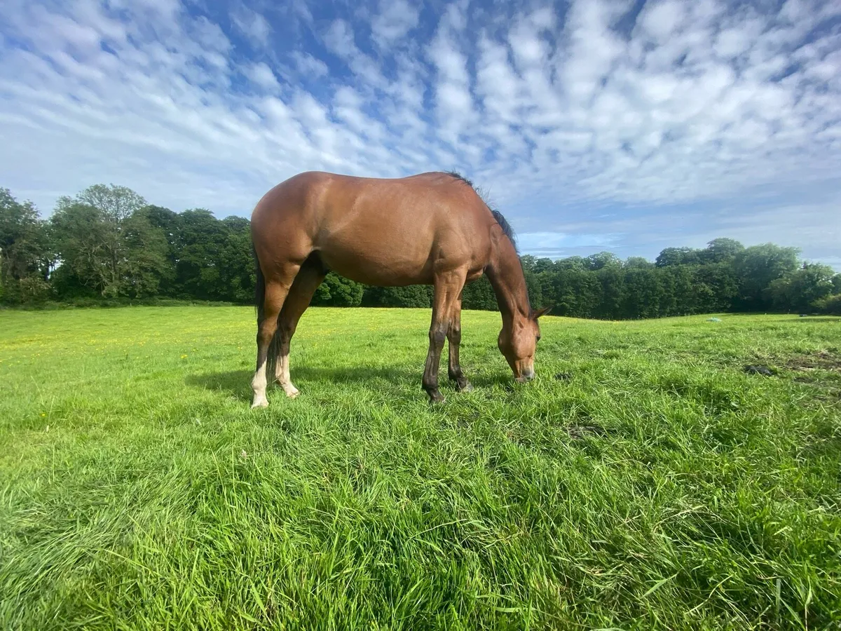 Loose box and grass livery available