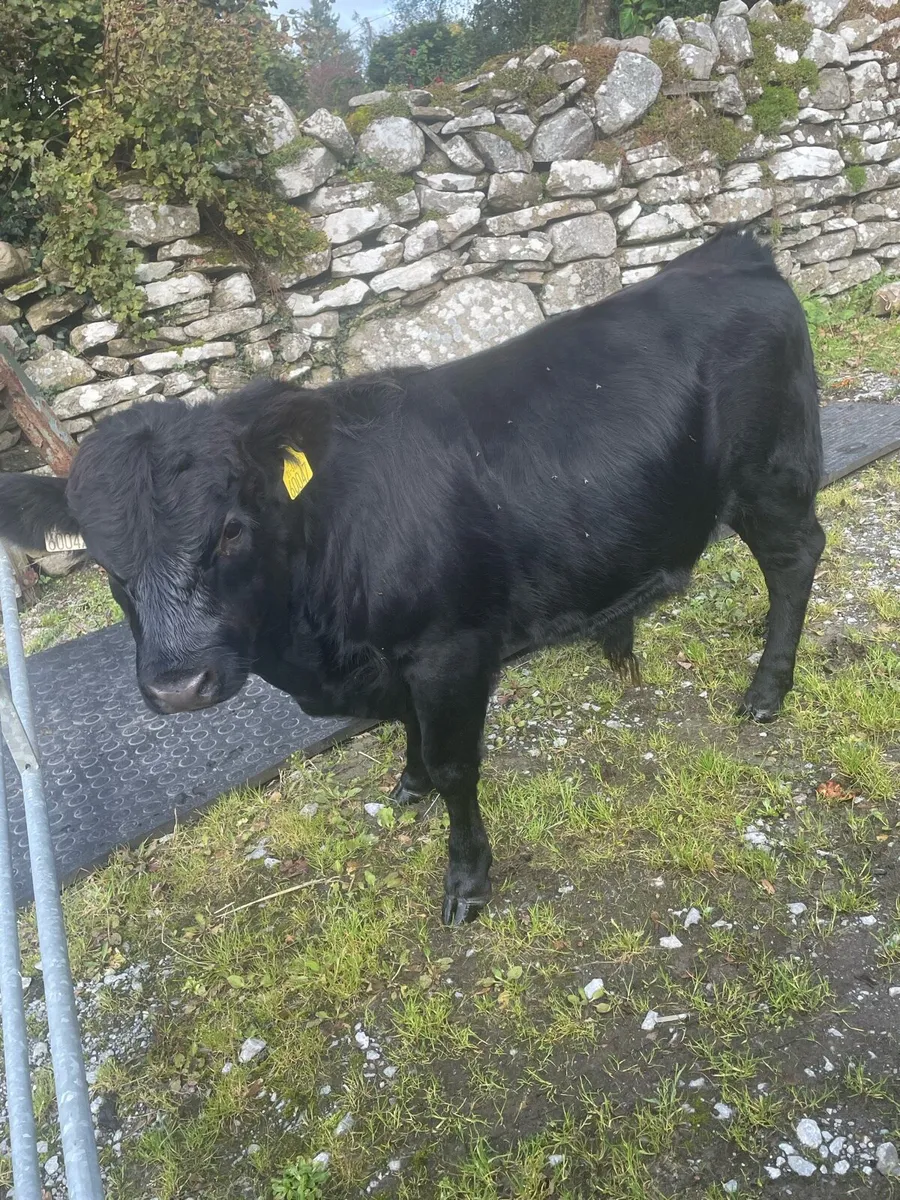 PBR Dexter weanlings. - Image 1