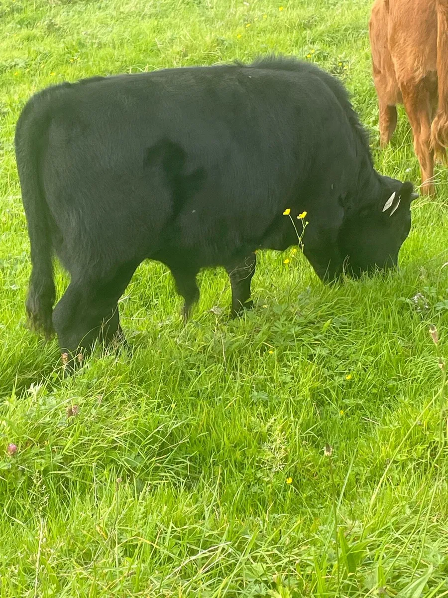 PBR Dexter weanlings. - Image 2