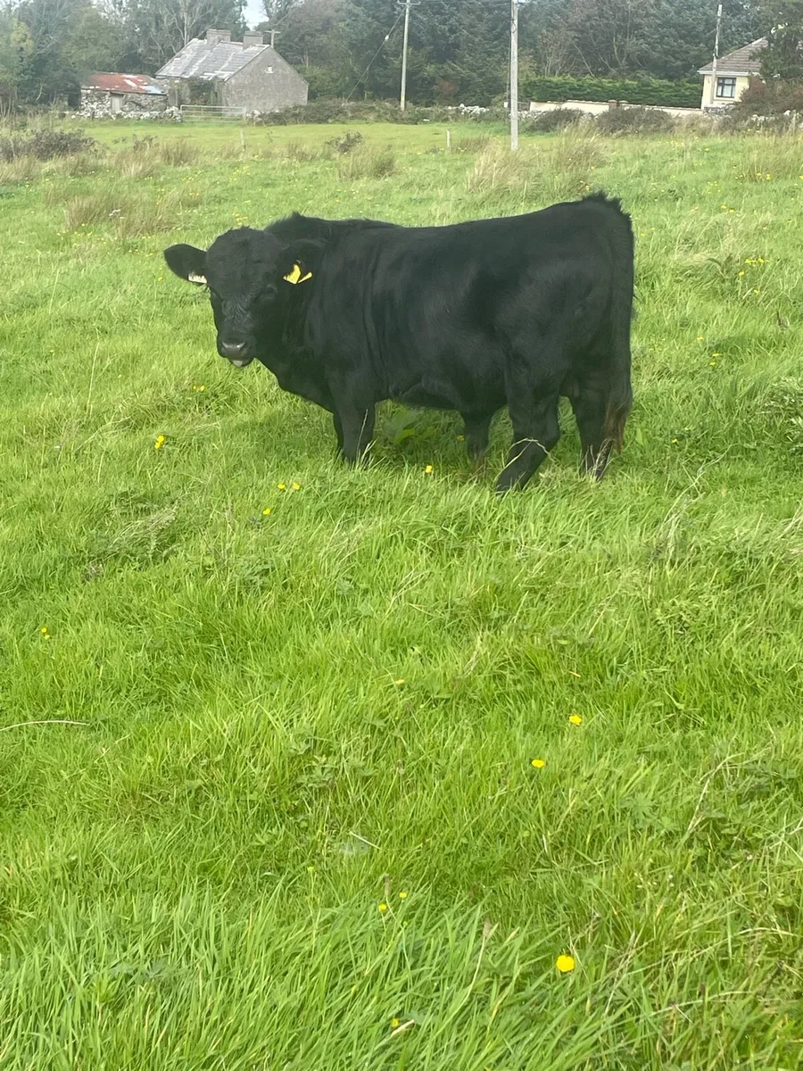 PBR Dexter weanlings. - Image 3