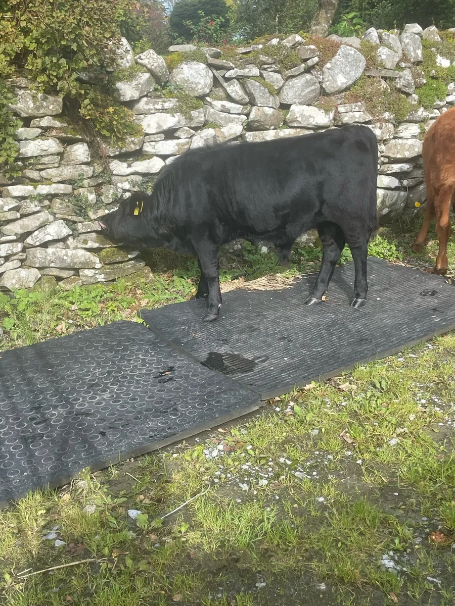 PBR Dexter weanlings. - Image 4