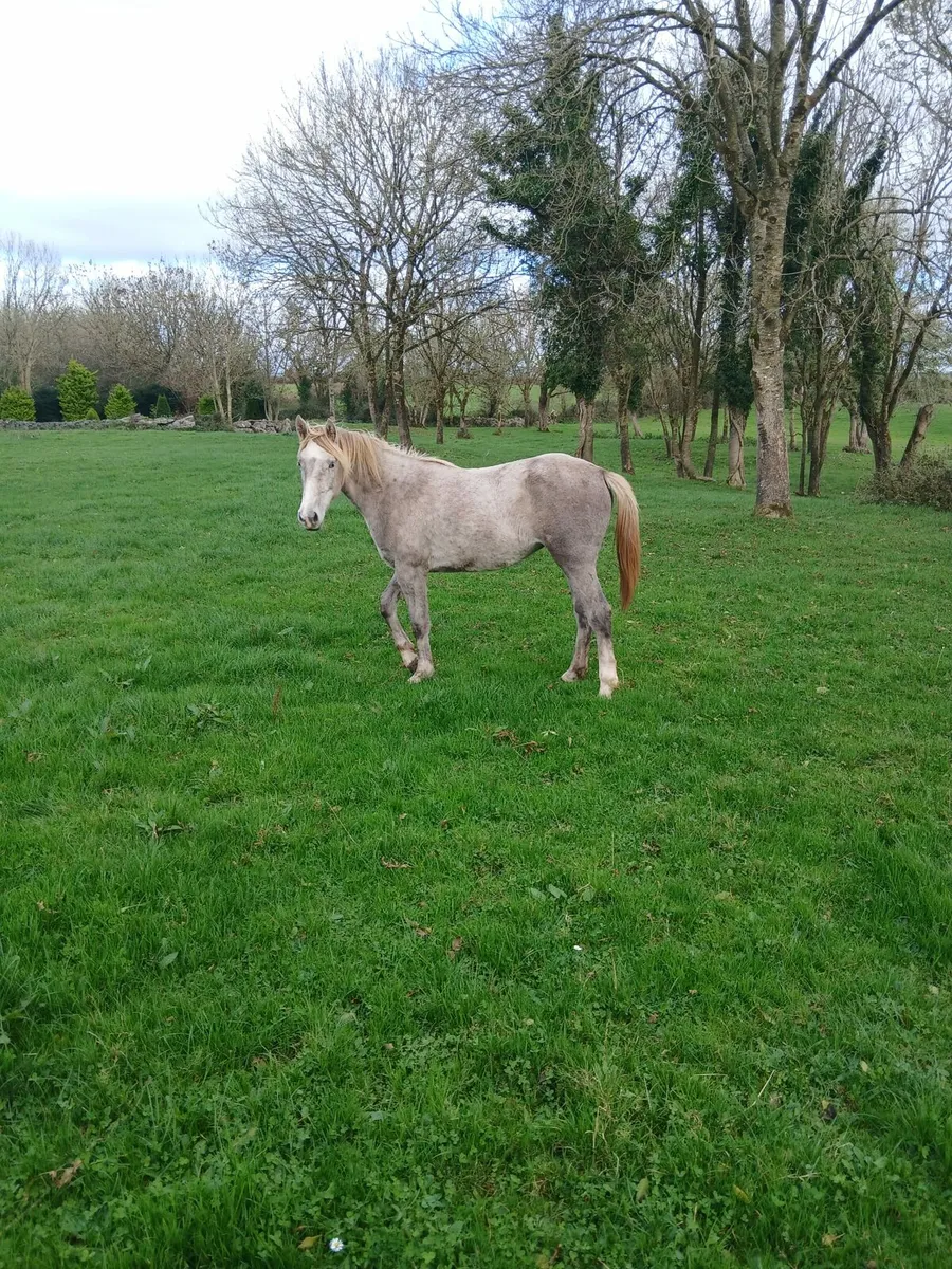 Rising 2 filly - Image 1