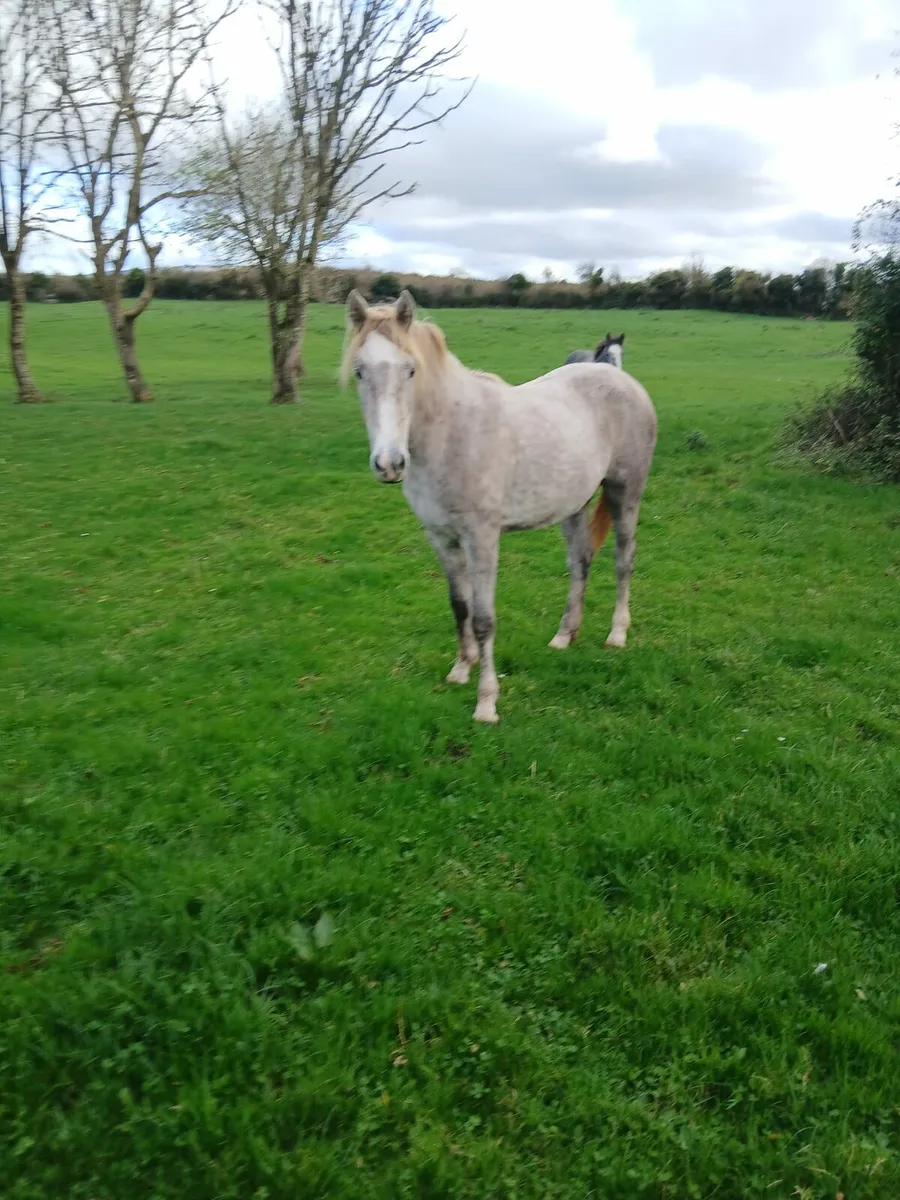 Rising 2 filly - Image 2