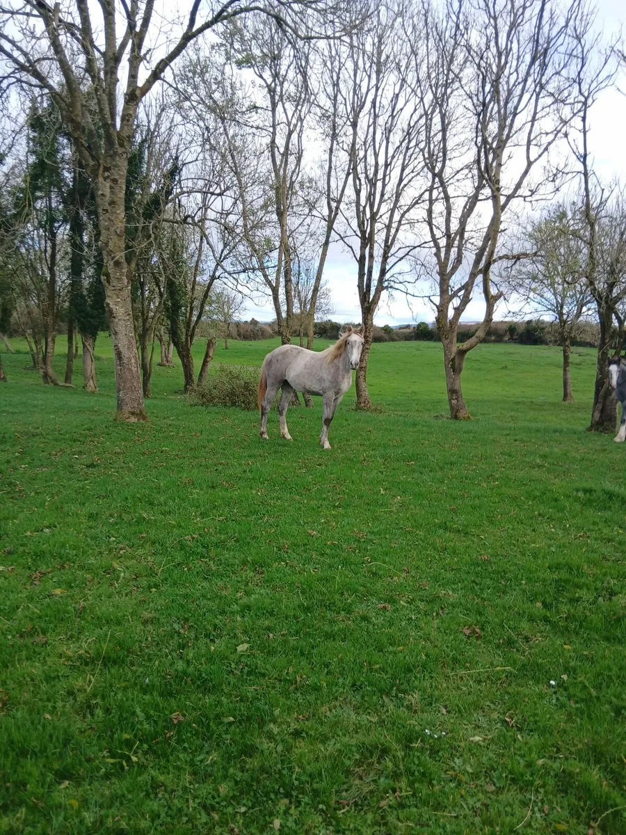 Rising 2 filly - Image 3
