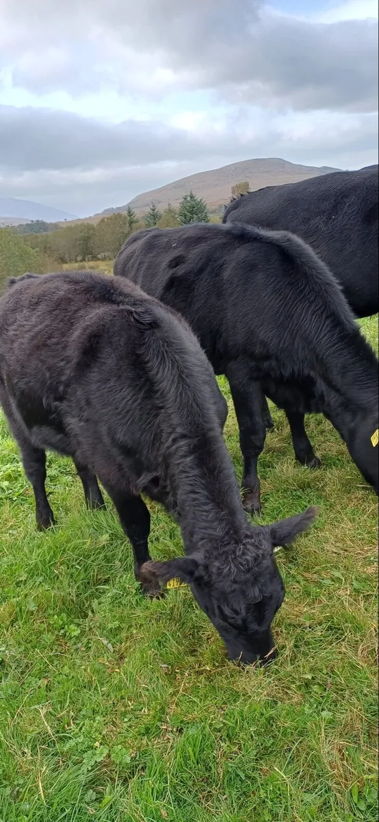 Angus (3 bulls & 2 heifers) - Image 1