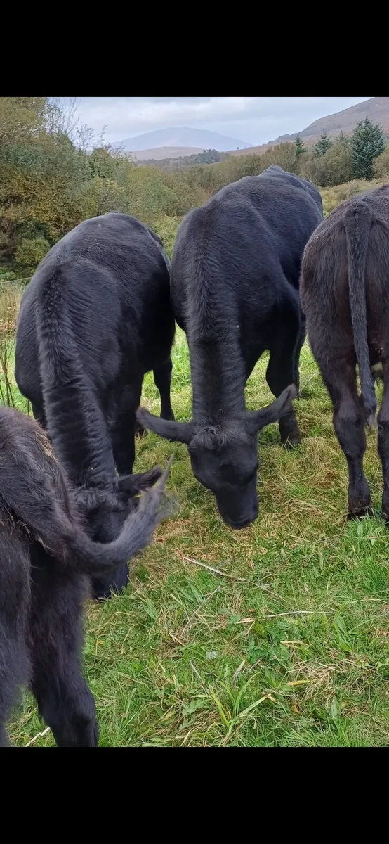 Angus (3 bulls & 2 heifers) - Image 2