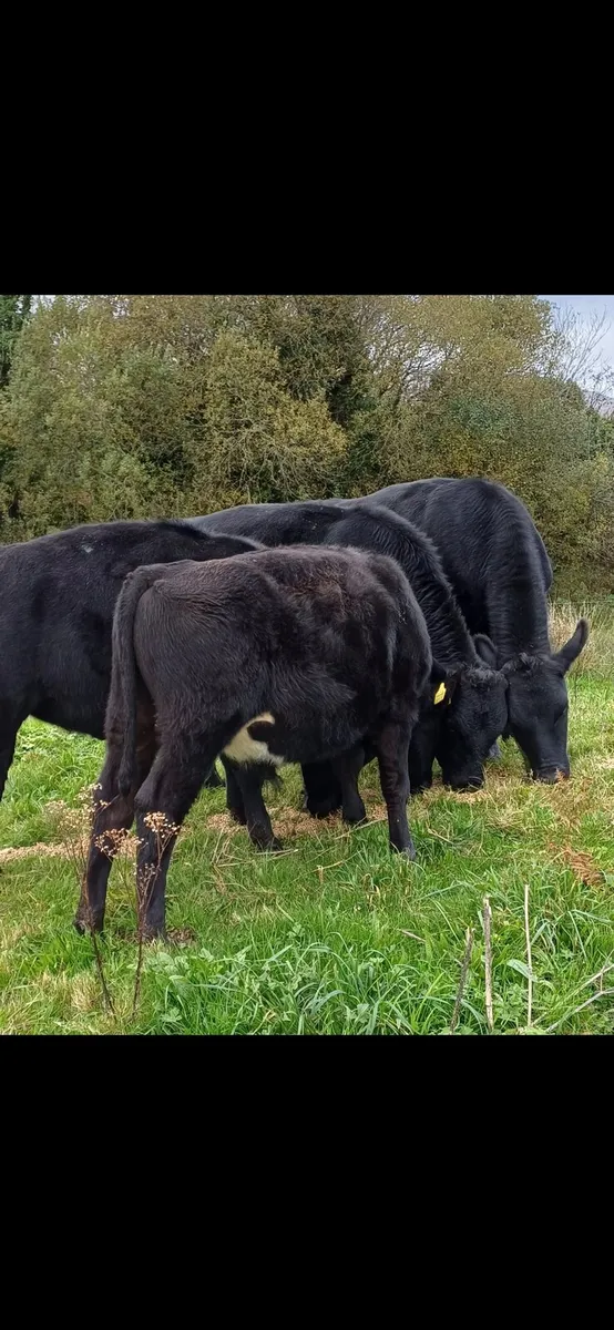 Angus (3 bulls & 2 heifers) - Image 3