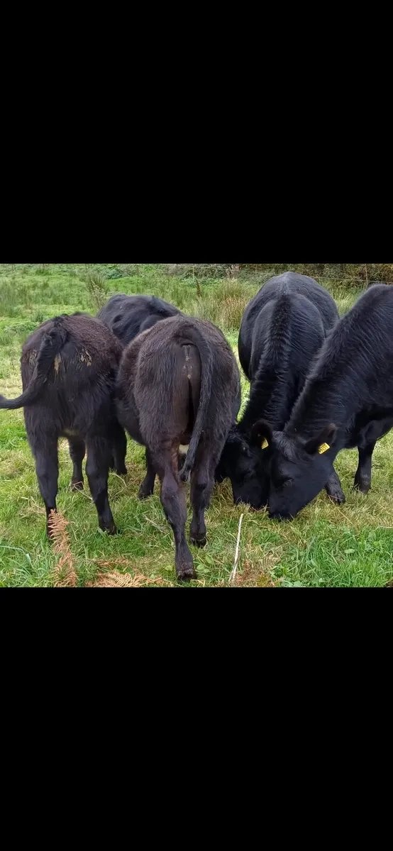 Angus (3 bulls & 2 heifers) - Image 4