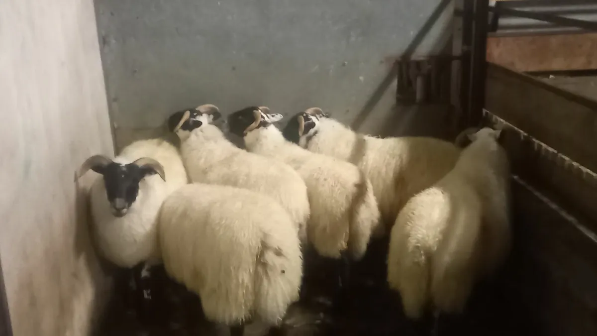 Ewe lambs for  sale